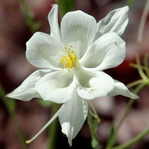 Аквилегия "Spring Magic White"