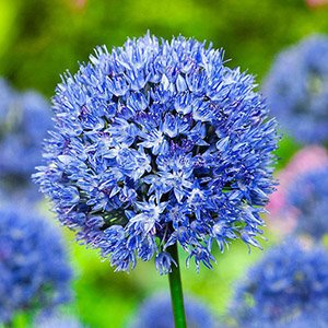 Аллиум (лук) декоративный "Caeruleum"