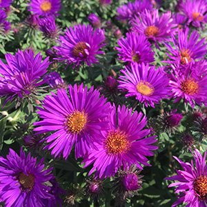 Астра ново-бельгийская "Magic Purple"