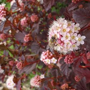 Пузыреплодник "Summer Wine / Seward"