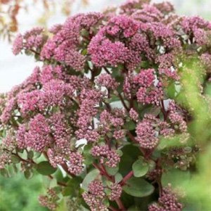 Очиток большой "Seduction Green Pink"