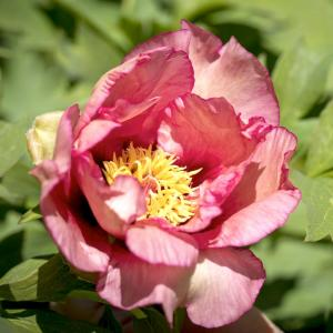Пион ИТО "Old Rose Dandy"