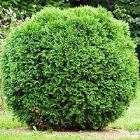 Туя западная "Green Globe"