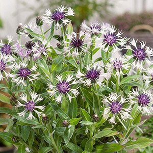 Василек горный "Amethyst in Snow"