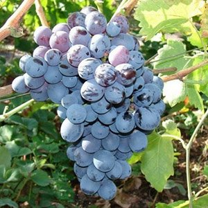 Виноград "Альфа"