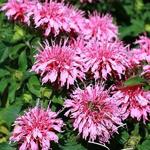Монарда "Balmy Pink"