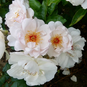 Роза "Jacqueline du Pre"