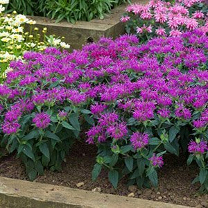 Монарда "Balmy Lilac"