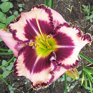 Лилейник "Purple Flame"