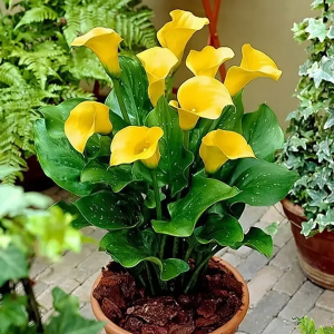Калла "Sanya"