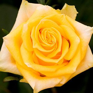 Роза "Tara"