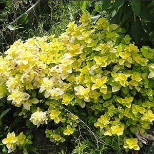 Душица обыкновенная "Gold Nugget"