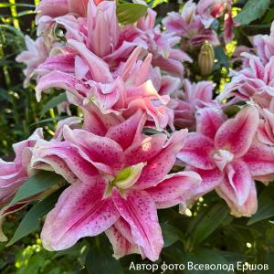 Лилия "Roselily Nova"