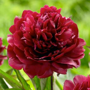 Пион молочноцветковый "Black Beauty"
