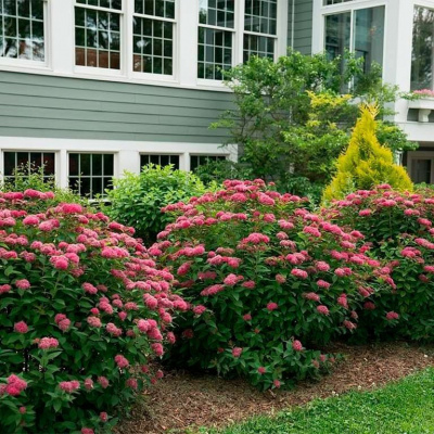 Спирея японская "Double Play Doozie"