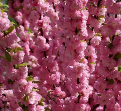 Миндаль трехлопастной "Rosenmund"
