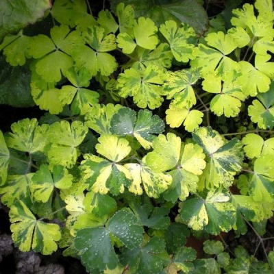 Аквилегия "Variegata"
