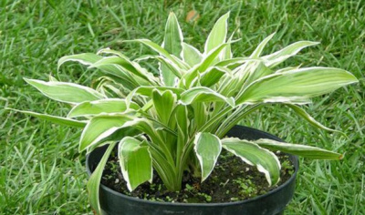 Хоста "Helenioides Albopicta"