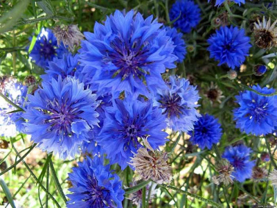 Василек горный "Bright Blue"