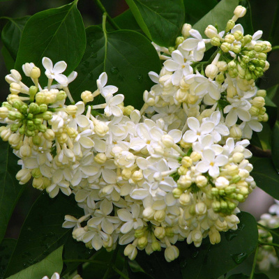 Сирень "Primrose"