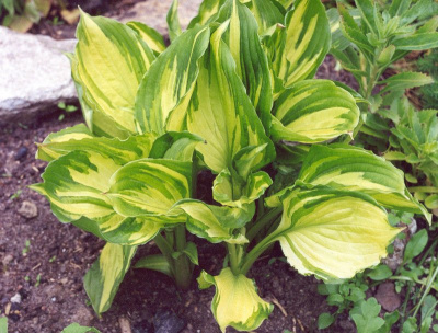 Хоста "Aureomaculata"