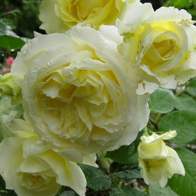 Роза "Elfe"