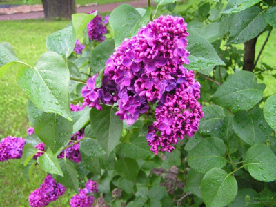 Сирень "Anne Shiach"