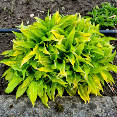 Хоста "Twist of Lime"