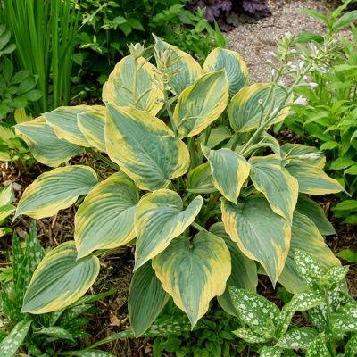 Хоста "Alvatine Taylor"