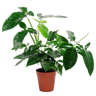 Сингониум "Trileaf Wonder"