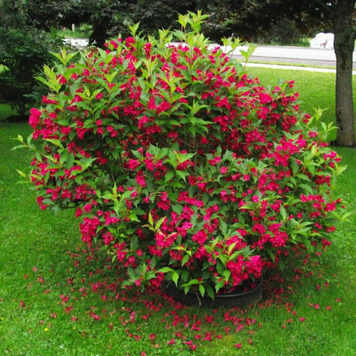 Вейгела "Red Prince"