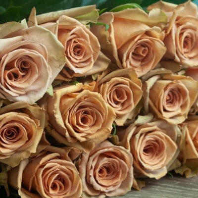 Роза "Toffee"