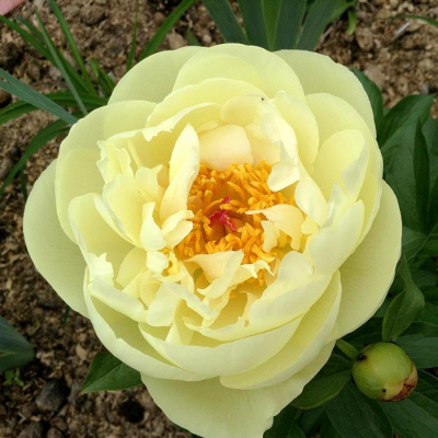 Пион молочноцветковый "Lemon Chiffon"