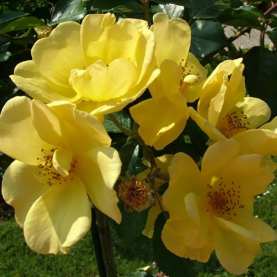 Роза "Yellow Fleurette"