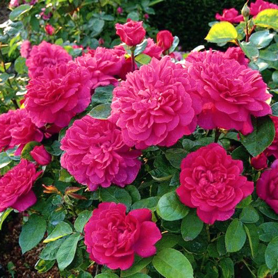 Роза "Sophy's Rose"