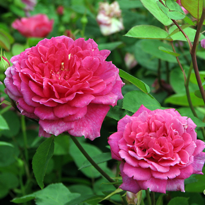 Роза "Sophy's Rose"