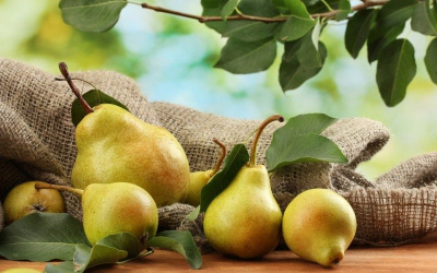 Груша колоновидная "Медовая"