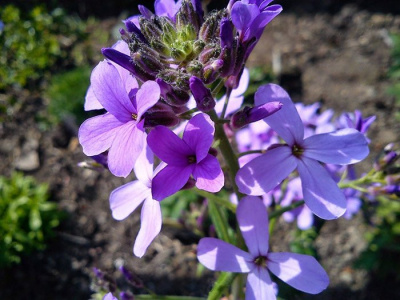 Вечерница Матроны "Violet"