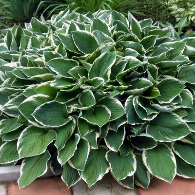 Хоста "Francee"