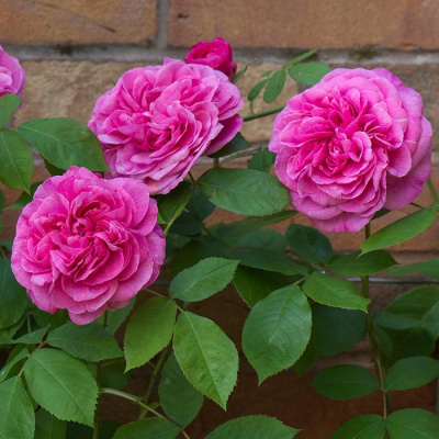 Роза "Gertrude Jekyll"