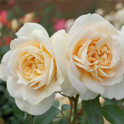 Роза "Lions Rose"