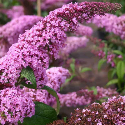 Буддлея давида "Pink Delight"