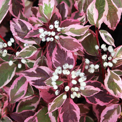 Дерен белый "Sibirica Variegata"