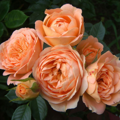 Роза "Coral Sweet Dream"