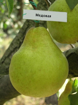 Груша колоновидная "Медовая"