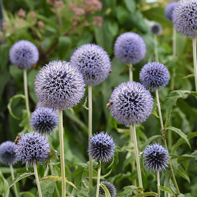 Мордовник банатский "Taplow Blue"
