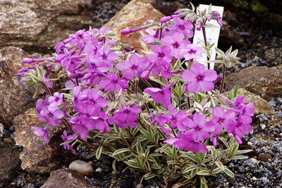Флокс полегающий "Variegata"