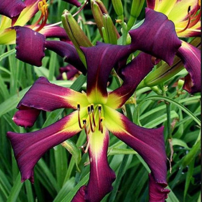 Лилейник "Exotic Spider"
