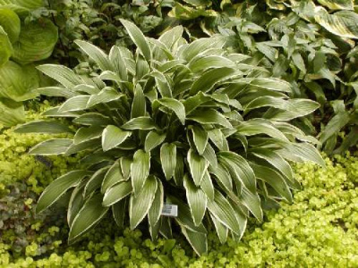 Хоста "Helenioides Albopicta"