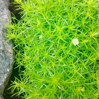 Мшанка шиловидная "Lime Moss"
